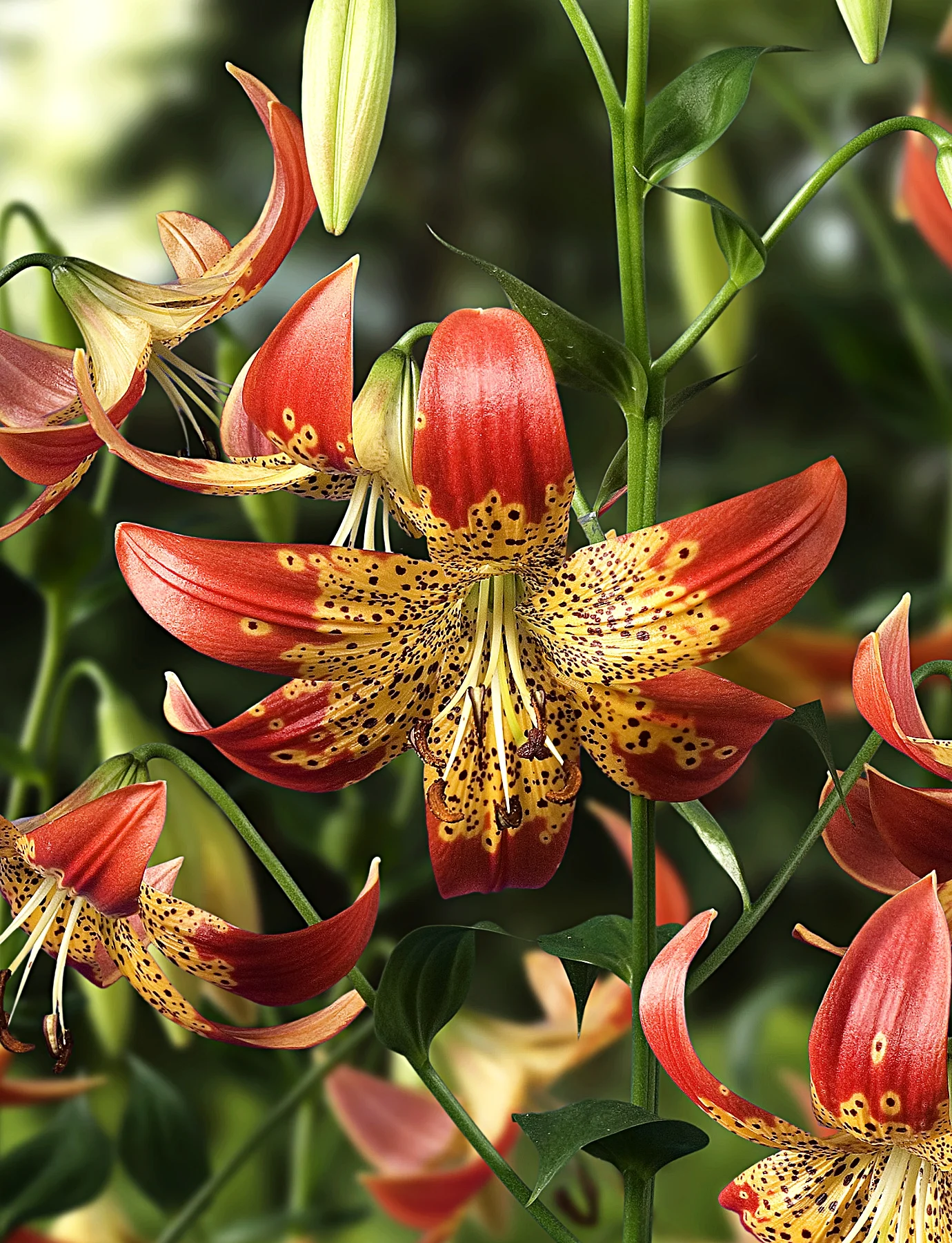 Lilium 'Fusion' — The Lily Garden